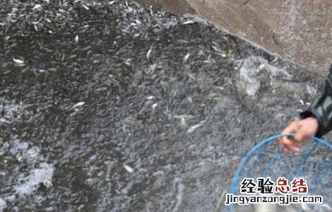 鲮鱼养殖技术与利润 鲮鱼的养殖技术