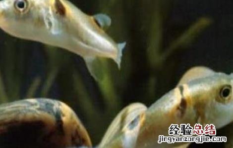 河豚的育苗技术 河豚繁殖技术
