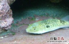 河豚的育苗技术 河豚繁殖技术