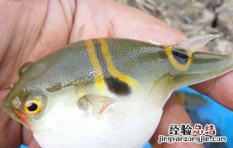 河豚的育苗技术 河豚繁殖技术
