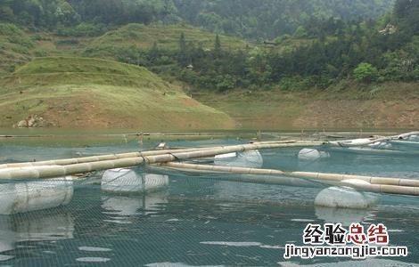 网箱养鱼的注意事项 网箱养鱼的注意事项视频