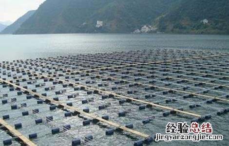 网箱养鱼的注意事项 网箱养鱼的注意事项视频