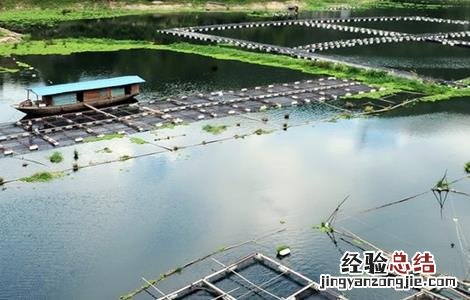 网箱养鱼的注意事项 网箱养鱼的注意事项视频