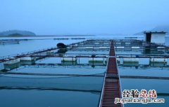 网箱养鱼的注意事项 网箱养鱼的注意事项视频