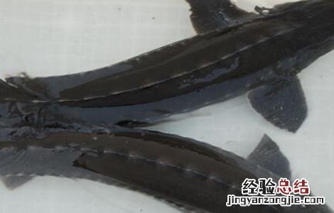 鲟鱼好养殖吗 鲟鱼的养殖前景如何