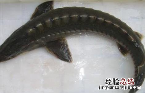 鲟鱼好养殖吗 鲟鱼的养殖前景如何