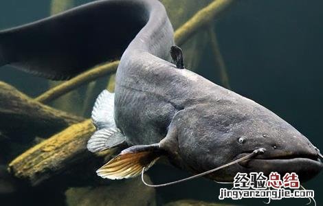 鲶鱼养殖注意事项 鲶鱼养殖的管理措施