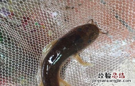 鲶鱼养殖注意事项 鲶鱼养殖的管理措施