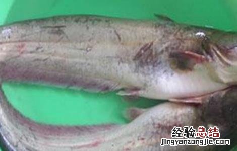 鲶鱼养殖注意事项 鲶鱼养殖的管理措施