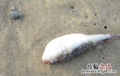 河豚常见病害的防治方法 河豚常见病害的防治方法有