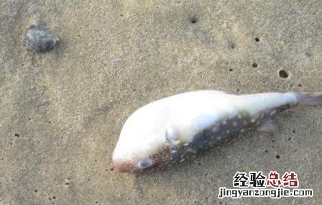 河豚常见病害的防治方法 河豚常见病害的防治方法有