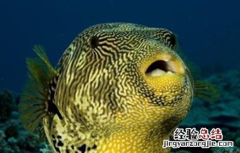 河豚常见病害的防治方法 河豚常见病害的防治方法有