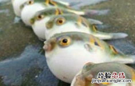 河豚常见病害的防治方法 河豚常见病害的防治方法有