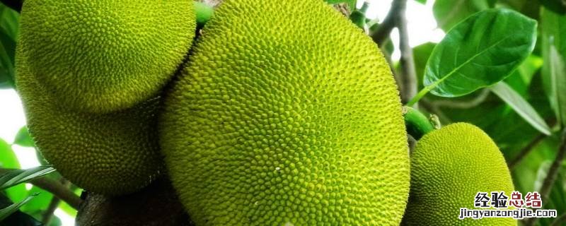 木菠萝摘回来多久能熟 摘下的木菠萝怎么催熟