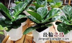 如何养琴叶榕 养琴叶榕的方法