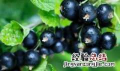 黑加仑的储藏方法 黑加仑保存方法