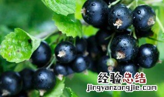 黑加仑的储藏方法 黑加仑保存方法