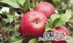 苹果功效与作用营养价值 苹果的功效和作用营养价值