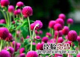 千日红泡茶的功效与作用 千日红花茶的泡法与作用