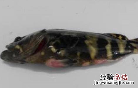 石斑鱼的常见疾病及防治技术 石斑鱼的常见疾病及防治