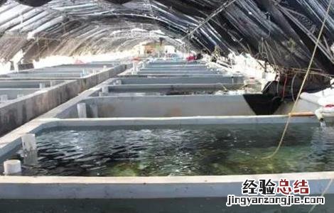 石斑鱼的常见疾病及防治技术 石斑鱼的常见疾病及防治