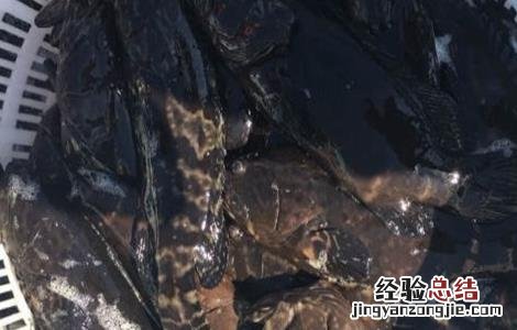 石斑鱼的常见疾病及防治技术 石斑鱼的常见疾病及防治