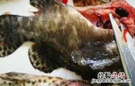 石斑鱼的常见疾病及防治技术 石斑鱼的常见疾病及防治