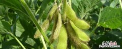 大豆种子萌发的必备条件是什么，东升一号大豆积温多少