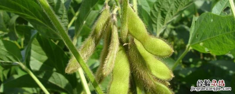 大豆种子萌发的必备条件是什么,东升一号大豆积温多少