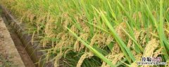 水稻杂交育种原理，水稻亩产2000斤正常吗