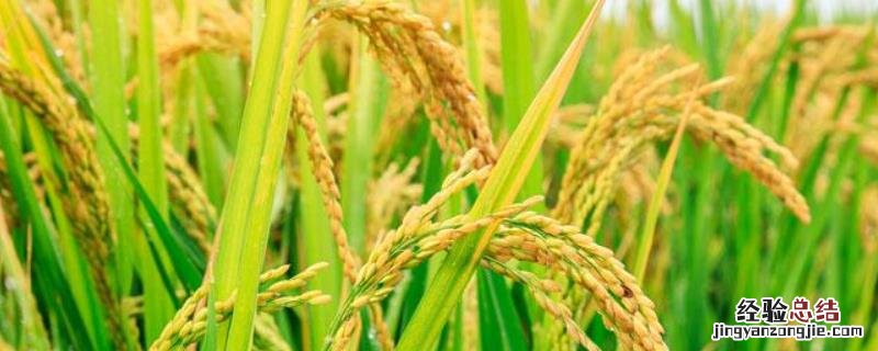 黑龙江长粒水稻品种，哈417水稻积温是多少
