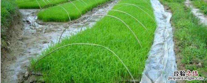 水稻小时候的名字叫什么长大了叫什么，水稻破口前5-7天怎样判断