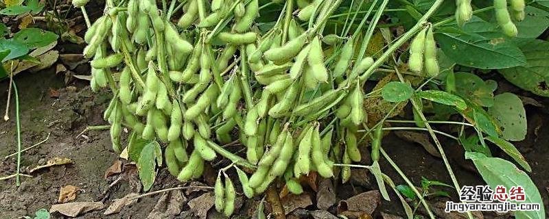 黑河53大豆种子简介 大豆亩产，黑河53大豆种子有什么特点