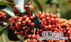 救必应的功效与作用 石榴皮的作用与功效