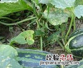 生瓜的营养价值与功效 生瓜的营养价值及功效