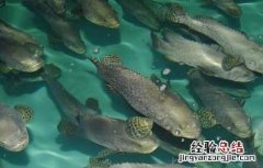 淡水石斑鱼的饲养管理 淡水石斑鱼的饲养管理要点