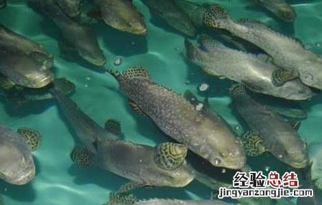 淡水石斑鱼的饲养管理 淡水石斑鱼的饲养管理要点