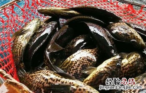 淡水石斑鱼的饲养管理 淡水石斑鱼的饲养管理要点