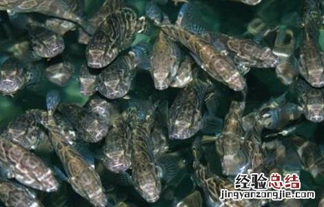 淡水石斑鱼的饲养管理 淡水石斑鱼的饲养管理要点
