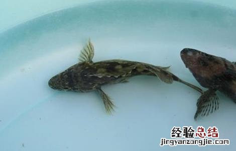 淡水石斑鱼的饲养管理 淡水石斑鱼的饲养管理要点