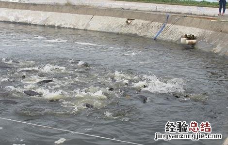 淡水石斑鱼的饲养管理 淡水石斑鱼的饲养管理要点