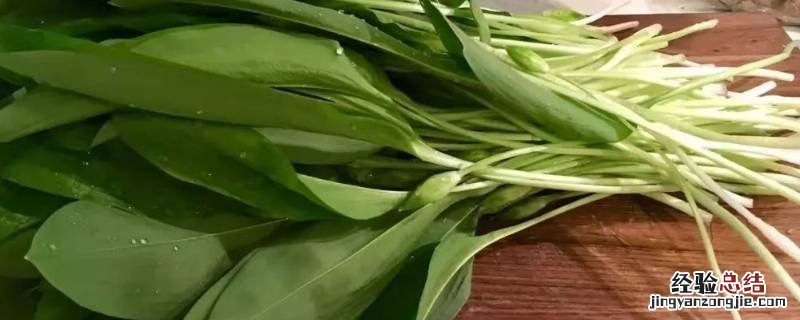 熊葱与韭菜区别 熊韭菜是什么