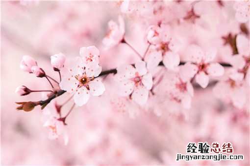 樱花与桃花的区别是什么 桃花和樱花的区别是什么