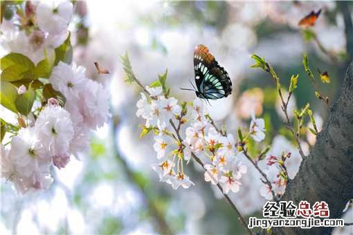 樱花与桃花的区别是什么 桃花和樱花的区别是什么
