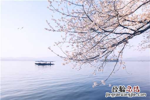 樱花与桃花的区别是什么 桃花和樱花的区别是什么