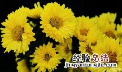小黄菊花有什么作用及功效