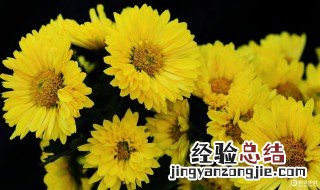 小黄菊花有什么作用及功效