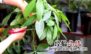 大发财树要怎样养才成活率高 大发财树的养护知识