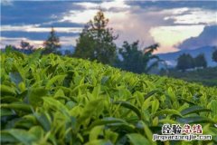 中国首次发现云南管蕊茶！具体是怎么发现的？管蕊茶是什么茶？
