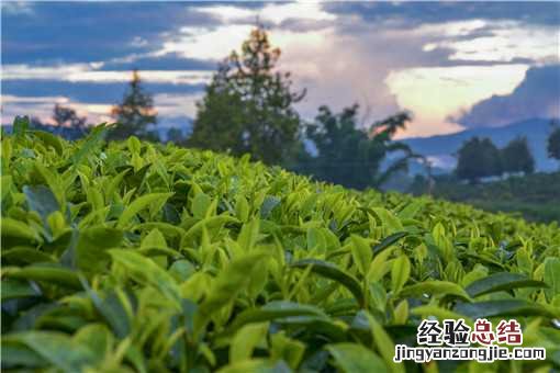 中国首次发现云南管蕊茶！具体是怎么发现的？管蕊茶是什么茶？